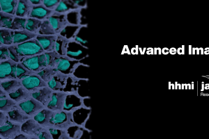 Call for proposals at the Advanced Imaging Center – Janelia (USA)